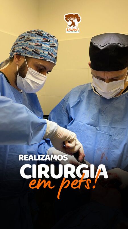 Imagem ilustrativa de Cirurgia tplo em cães preço