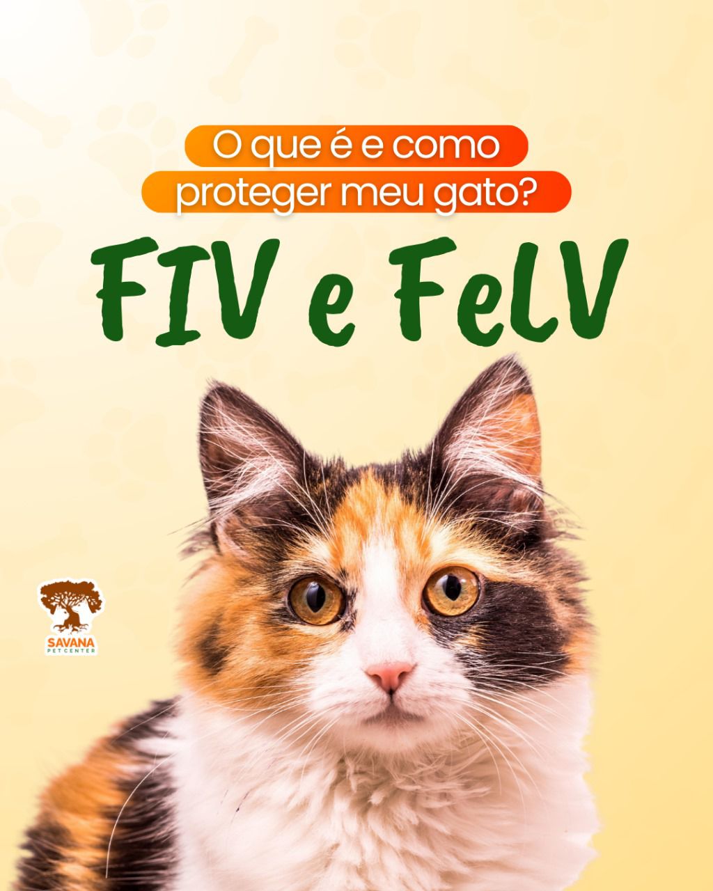 Imagem ilustrativa de Exame de fiv e felv em Guarulhos