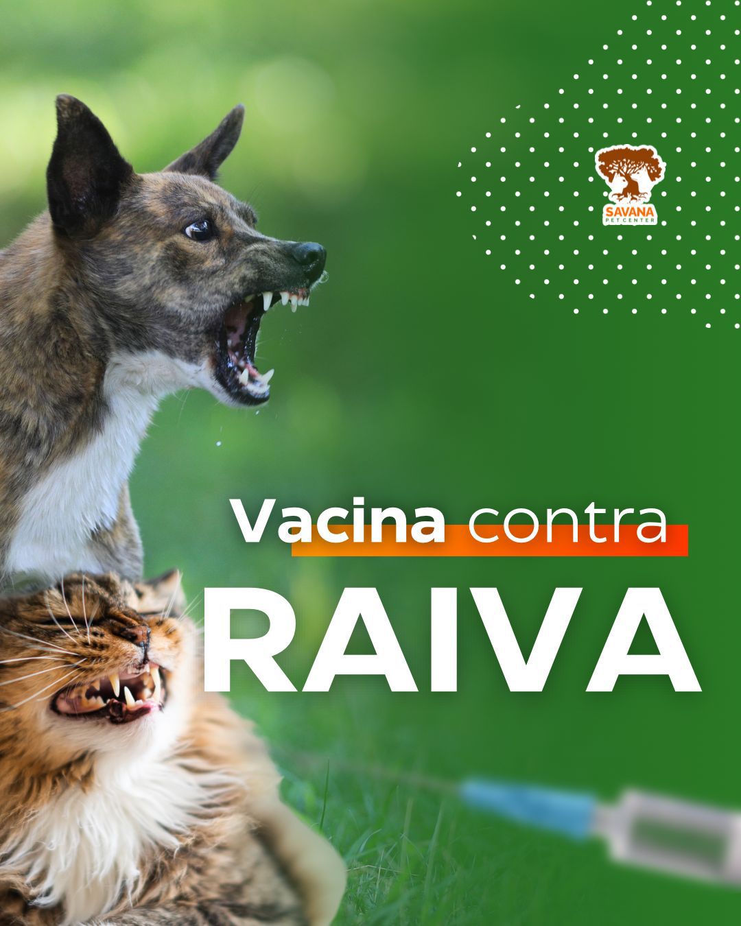 Imagem ilustrativa de Vacina de raiva para cachorro