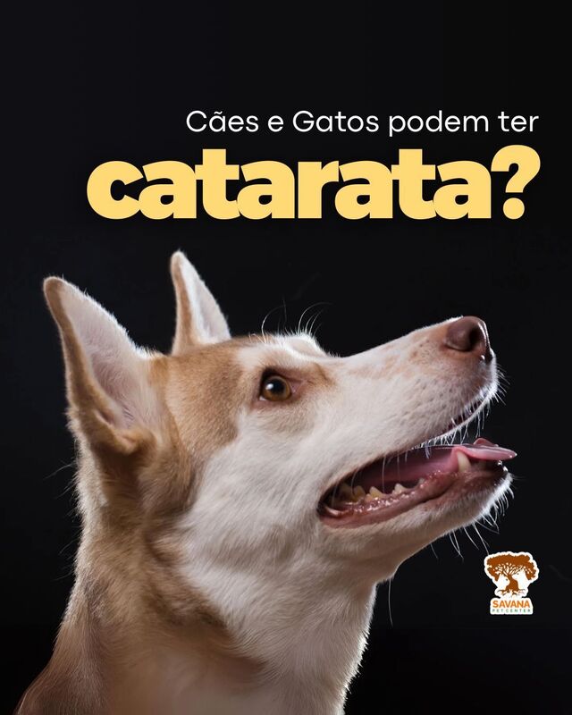 Imagem ilustrativa de Veterinario oftalmologista em Guarulhos