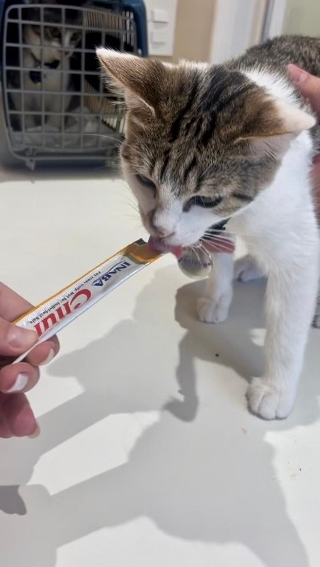 Imagem ilustrativa de Clínica veterinária para felinos com convênio Petlove em Guarulhos