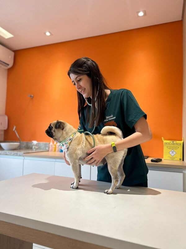 Imagem ilustrativa de Consulta veterinária pelo convênio Petlove em Guarulhos